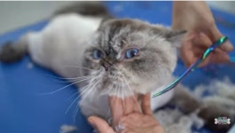 얌전한 고양이 미용하는 방법 | 유머 게시판 얌전한 고양이 미용하는 방법 | 유머 게시판 | 루리웹