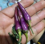 보라빛 고추🟣🌶 | 유머 게시판 보라빛 고추🟣🌶 | 유머 게시판 | 루리웹