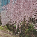 벚나무 희소종 능수벚나무