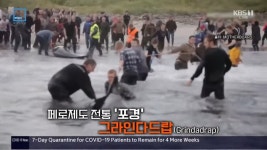 혐주의 덴마크 페로제도 전통 축제 그라인다드랍