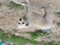 출장가서 만난 멍뭉이야옹이 보고 가