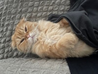 고양이 보고갈래? | 유머 게시판 고양이 보고갈래? | 유머 게시판 | 루리웹