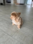 토이푸들 마루