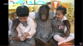 어린이 집에 간 오랑우탄