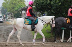 말딸 내일 있을 골드쉽 백마 자식의 데뷔