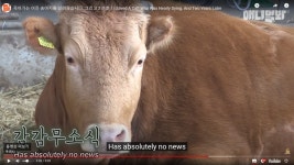 베스트에 있던 송아지 도축엔딩 맞네