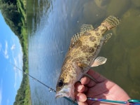 주말에 쏘가리낚시 다녀옴