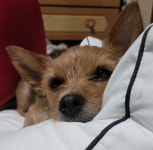 13살 바라보는 우리 똥강아지 보고 가 | 유머 게시판 13살 바라보는 우리 똥강아지 보고 가 | 유머 게시판 | 루리웹