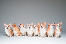 8마리 웰시코기 프로필촬영