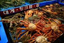 대게의 요상한 습성 | 유머 게시판 대게의 요상한 습성 | 유머 게시판 | 루리웹