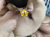 남동생 꼬추를 처음 보는 누나 특징 jpg