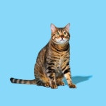 깨끗한 배경과 냥이님만 있다면! 반려동물 갤러리 깨끗한 배경과 냥이님만 있다면! 반려동물 갤러리 루리웹