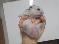 골든이 자랑