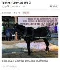 말딸 고유기 터진 그레이스짱