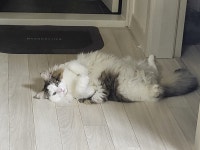 놀숲 개냥이 | 반려동물 갤러리 놀숲 개냥이 | 반려동물 갤러리 | 루리웹