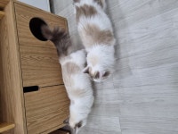 처음으로 고양이 카페에 가봤다 | 유머 게시판 처음으로 고양이 카페에 가봤다 | 유머 게시판 | 루리웹