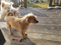 오랜만에 우리집 댕댕이 사진 | 유머 게시판 오랜만에 우리집 댕댕이 사진 | 유머 게시판 | 루리웹