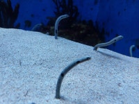 포켓몬 님들 저 바다그다 봣음