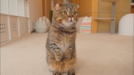 김어준 vs 루루 인터넷 영향력은? | 정치유머 게시판 김어준 vs 루루 인터넷 영향력은? | 정치유머 게시판 | 루리웹