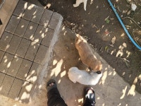 강생이 약스압주말 선물이다 받아라