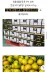 네이버 부산 대저 짭짤이토마토 초핫딜 25kg 17800원 무료배송
