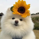 꽃개가 다가오는 사진jpg
