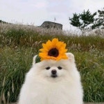 당신은 야생의 꽃개를 마주쳤습니다 | 유머 게시판 당신은 야생의 꽃개를 마주쳤습니다 | 유머 게시판 | 루리웹