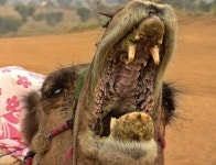 돈을 벌기 위한 인간의 탐욕으로 가시 박힌 선인장을 씹는 서커스 낙타