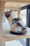 햇살 좋은 날 노르웨이숲 고양이 | 반려동물 갤러리 햇살 좋은 날 노르웨이숲 고양이 | 반려동물 갤러리 | 루리웹