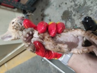 도둑 존냥이 잡은 것