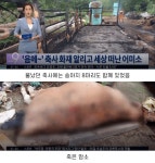 화재가 난 축사를 구한 어미소