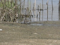 20230412 공릉천 지난번 하류방향을 이어서 가 봤음