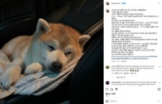 머피 삼촌 밈의 원본 강아지 Moja 숨을 거두다