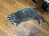 본가 고양이 자랑한다