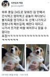 더위 보고 충격 먹은 강아지 | 유머 게시판 더위 보고 충격 먹은 강아지 | 유머 게시판 | 루리웹