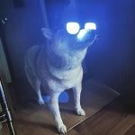 눈이부시개 | 유머 게시판 눈이부시개 | 유머 게시판 | 루리웹