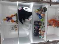 국제전자센터를 첫방문한 귤냥이의 성지순례