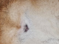나른한 오후 긴장감을 선사할 똥꼬접사 | 유머 게시판 나른한 오후 긴장감을 선사할 똥꼬접사 | 유머 게시판 | 루리웹