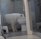 7일간 물 안마신 강아지 충격 | 유머 게시판 7일간 물 안마신 강아지 충격 | 유머 게시판 | 루리웹