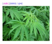 의외로 대마인이 맞는 것 | 유머 게시판 의외로 대마인이 맞는 것 | 유머 게시판 | 루리웹