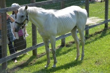 말딸원본마 같은날이라도 다르게 보이는 고루시jpg