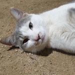 농장고양이