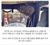 꿀벌들에게 자동차를 테러당한 호주 사람