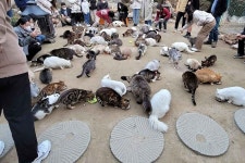 고양이 양 카페 나오길래 올려보는 고양이 100마리 카페