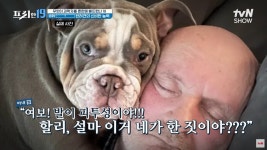 주인 발가락 물어뜯은 강아지