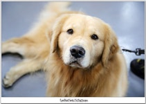 버튜버 카나데쨩 주둥이 보니까