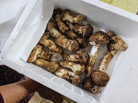 송이버섯 따왔다 | 유머 게시판 송이버섯 따왔다 | 유머 게시판 | 루리웹