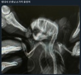 동물병원에서 엑스레이 찍는 햄스터 | 유머 게시판 동물병원에서 엑스레이 찍는 햄스터 | 유머 게시판 | 루리웹