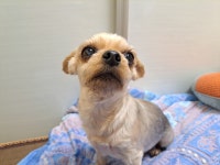 우리집 귀여운 똥강아지 보고가! | 유머 게시판 우리집 귀여운 똥강아지 보고가! | 유머 게시판 | 루리웹