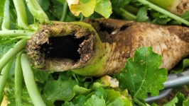 땃쥐 신혼부부가 만든 겨울을 날 아늑한 보금자리